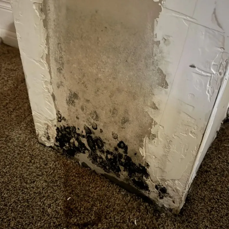 Professional Mold Removal in Jonestown, MS